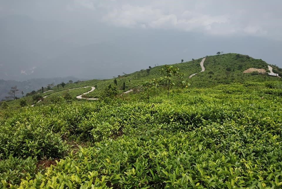 pine forests tea gardens Kanchenjunga views Offbeat Darjeeling
